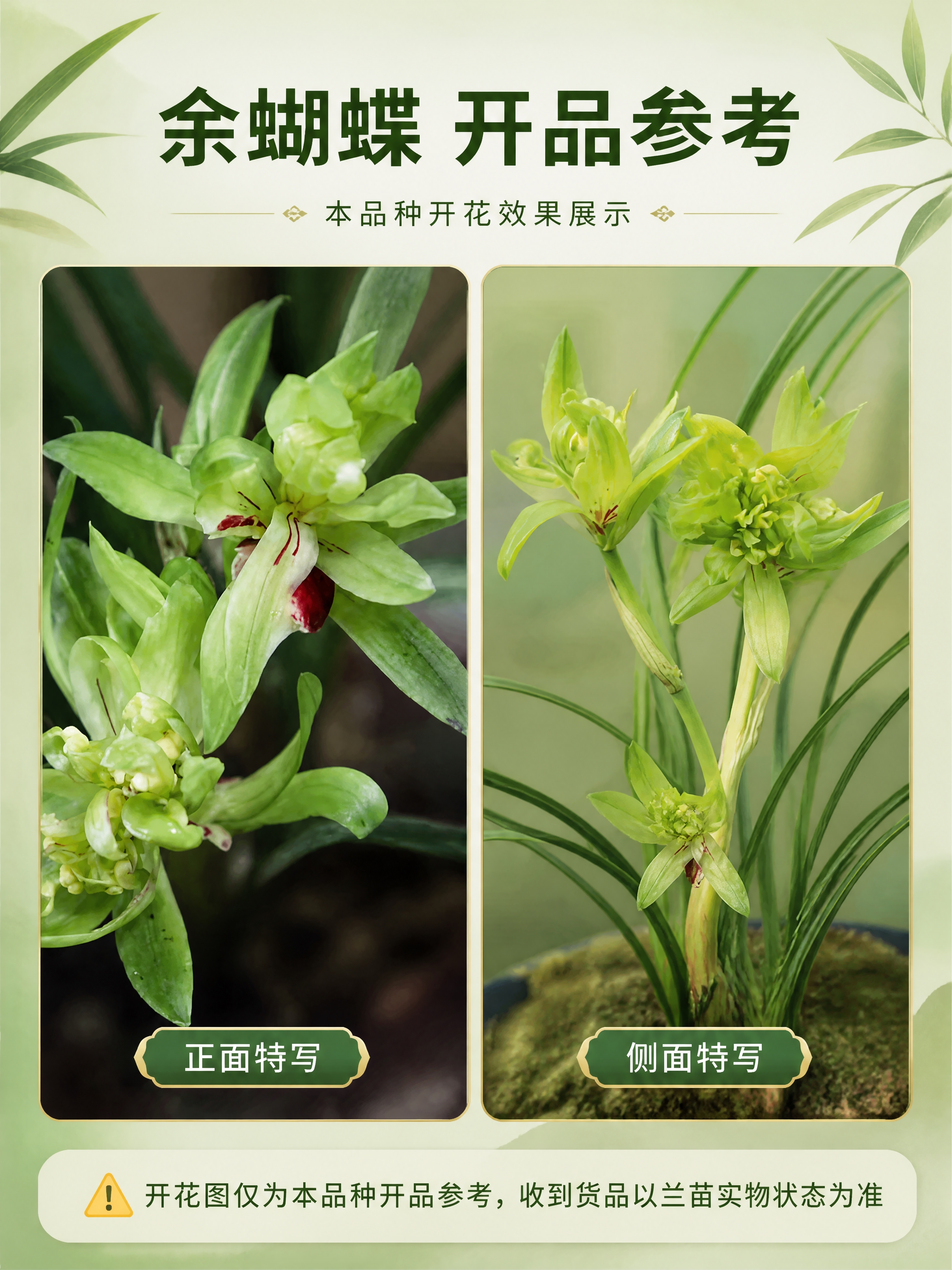 [商品] 使用【图3】和【图4】余蝴蝶开花图作为开品参考；保留… - 图片创意预览