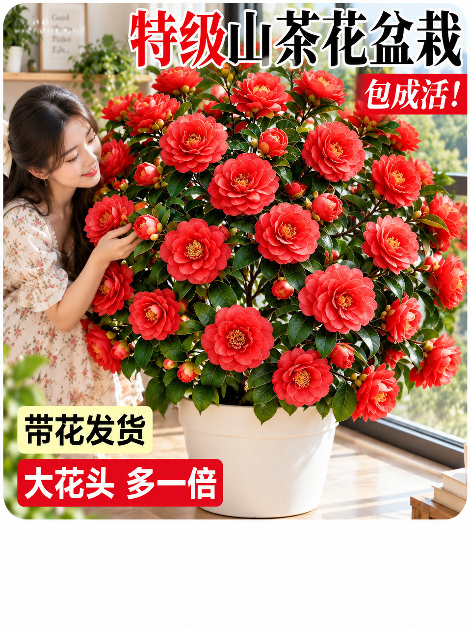 将图中的玫瑰花全部替换为山茶花，山茶花的形态、颜色、花瓣结构参… - 图片创意预览