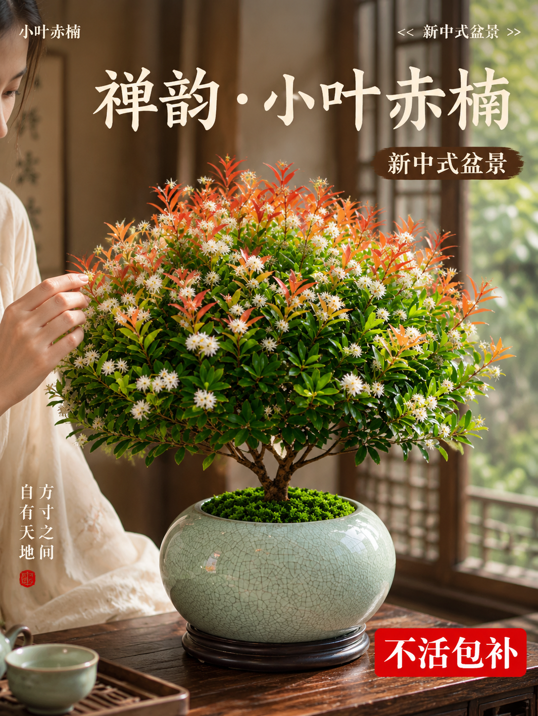 淘宝天猫电商主图，3:4竖版，小叶赤楠新中式禅意盆景，青瓷冰裂… - 图片创意预览
