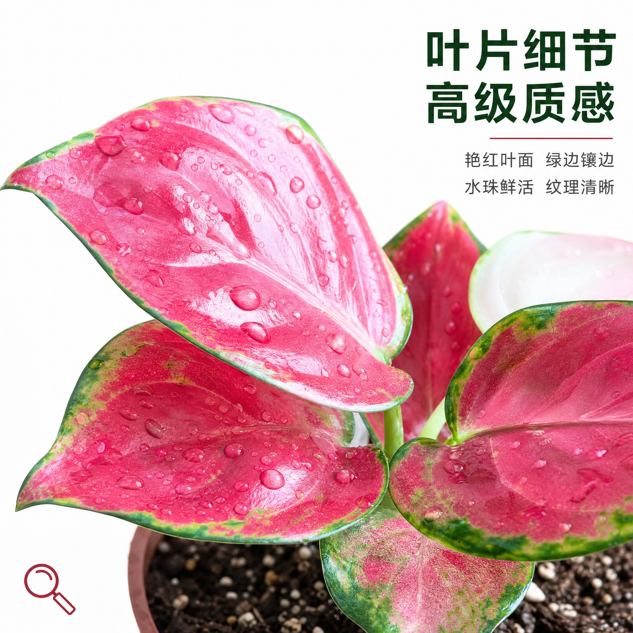 [主图-4] 红宝石粗肋草叶片细节特写主图，亮白色背景，放大展… - 图片创意预览