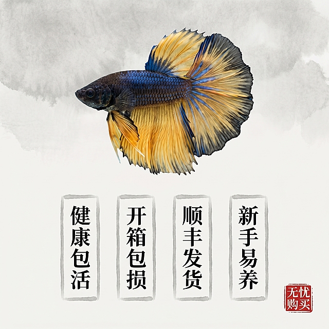 [主图 5] 水墨风服务承诺
[氛围风格] 水墨中国风，简洁可信，整体风格统一
[画面元素] 商业摄影质感，斗鱼芥子完整展示在画面上半部分，保留原生色彩纹理，下方浅灰水墨背景排列服务承诺，整体和前四张水墨风格统一，留白充足。
[配色色系] 浅灰水墨底，黑色文字，红色印章点缀，风格统一和谐
[视角构图] 上鱼下服务，布局均衡，留白舒适
[文字版式] 下方横向排列四个服务项：[健康包活] [开箱包损] [顺丰发货] [新手易养]，黑色宋体，每个文字配浅墨底框，右下角红色篆刻印章「无忧购买」，不遮挡主体，清晰易读。
[比例分辨率] 1:1，2k分辨率，超高清，文字清晰
[负向提示词] 变形，水印，文字错乱，遮挡主体，背景杂乱，印章过大