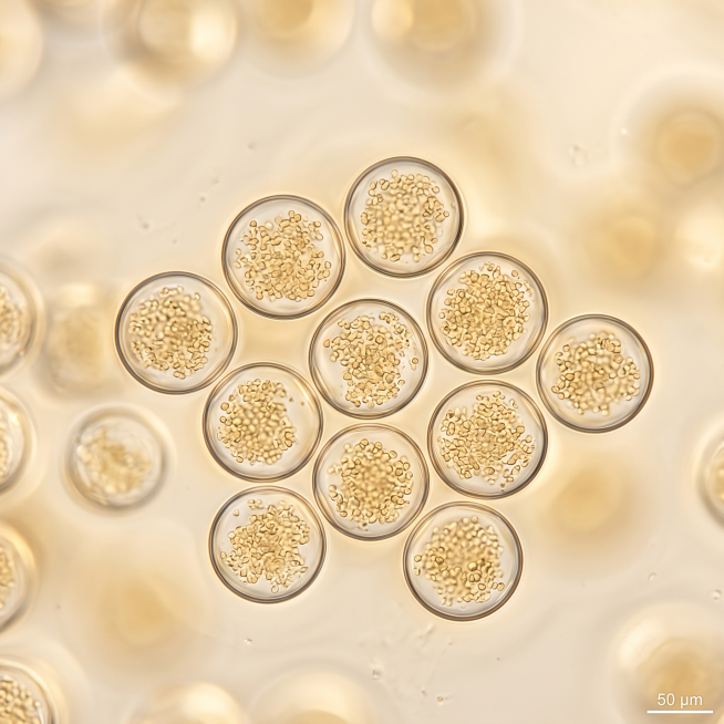 A photorealistic optical microscopy view of transparent microcapsules containing postbiotic particle预览效果