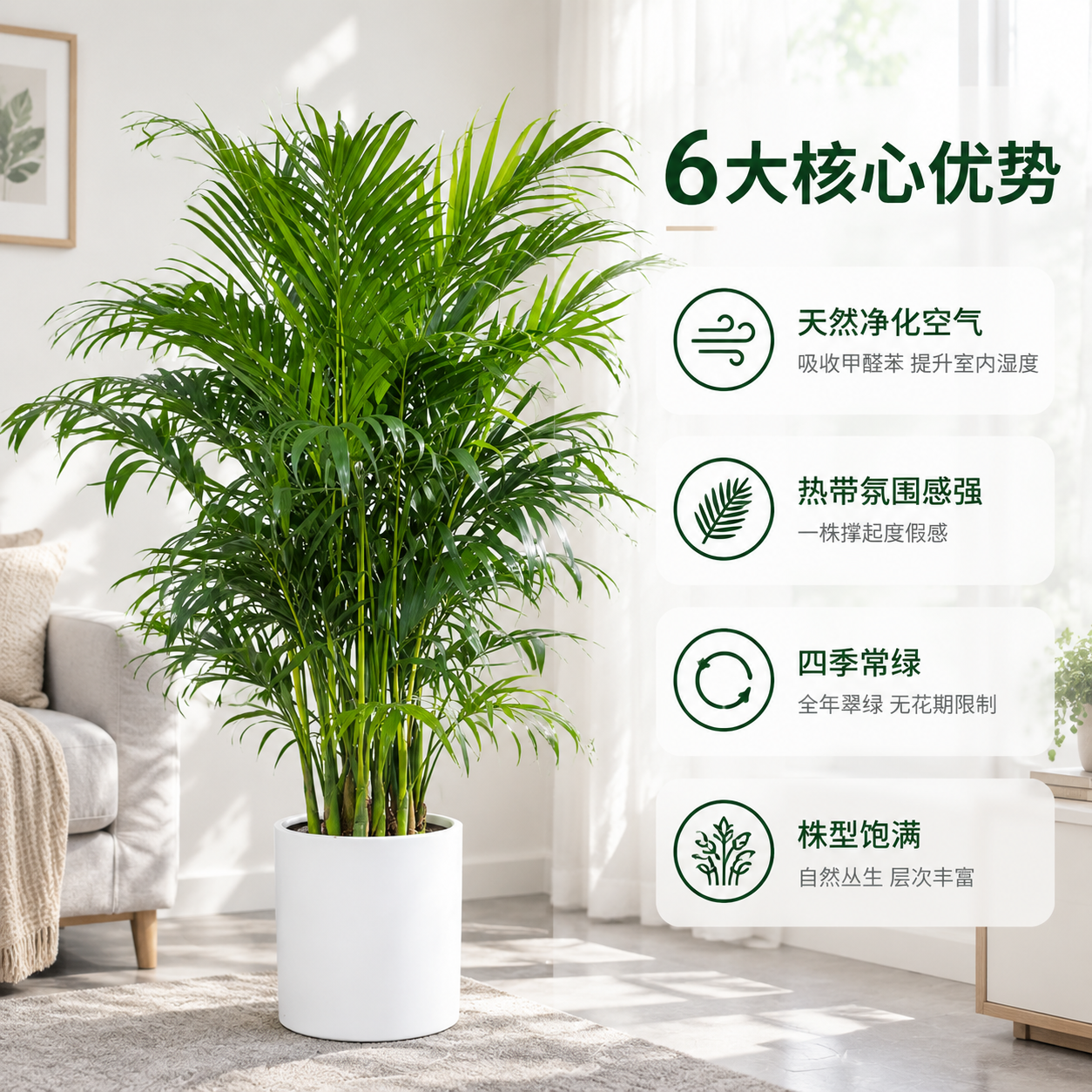 [主图-2] 核心卖点信息图，展示散尾葵净化空气与增湿功能，结… - 图片创意预览