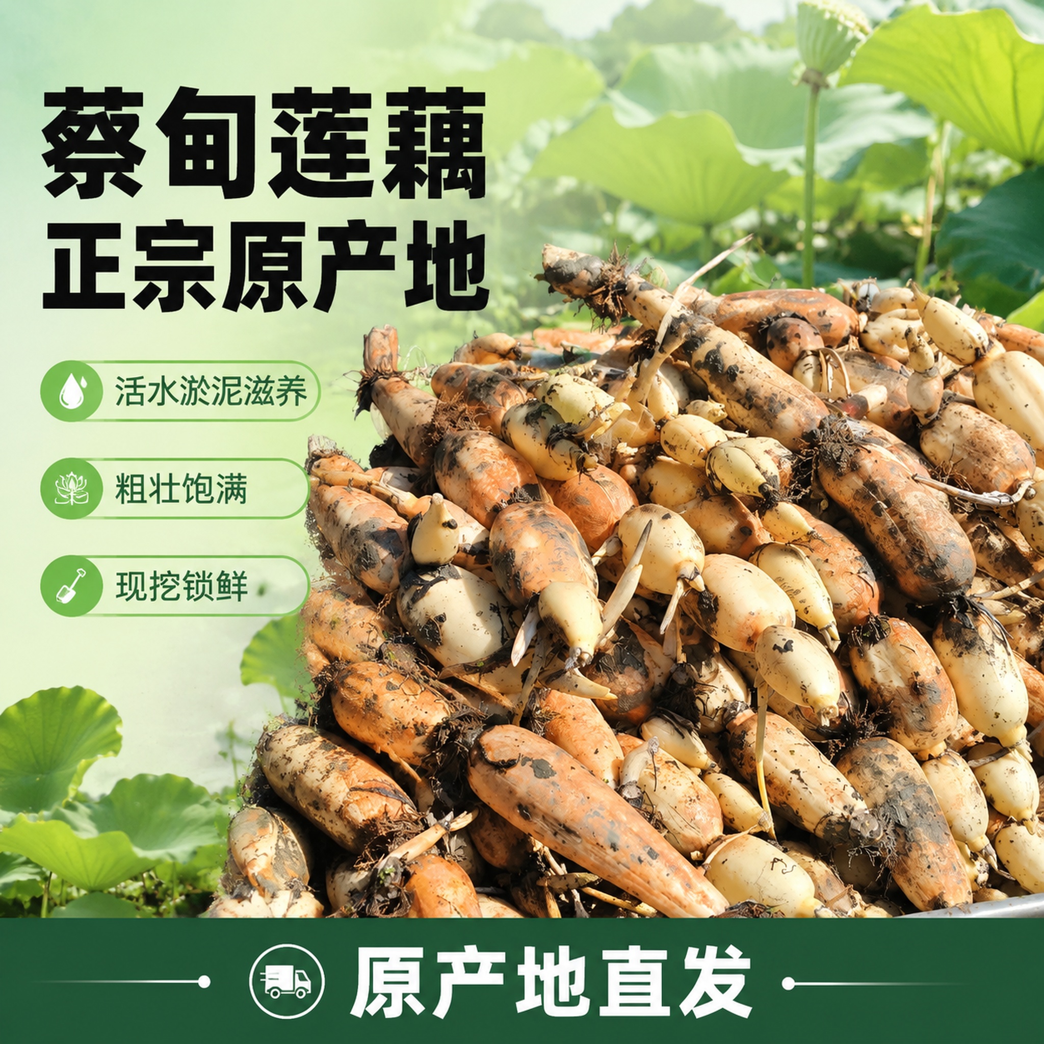 [单张主图]蔡甸莲藕电商主图，爆款促销感主图，突出现挖新鲜、正… - 图片创意预览