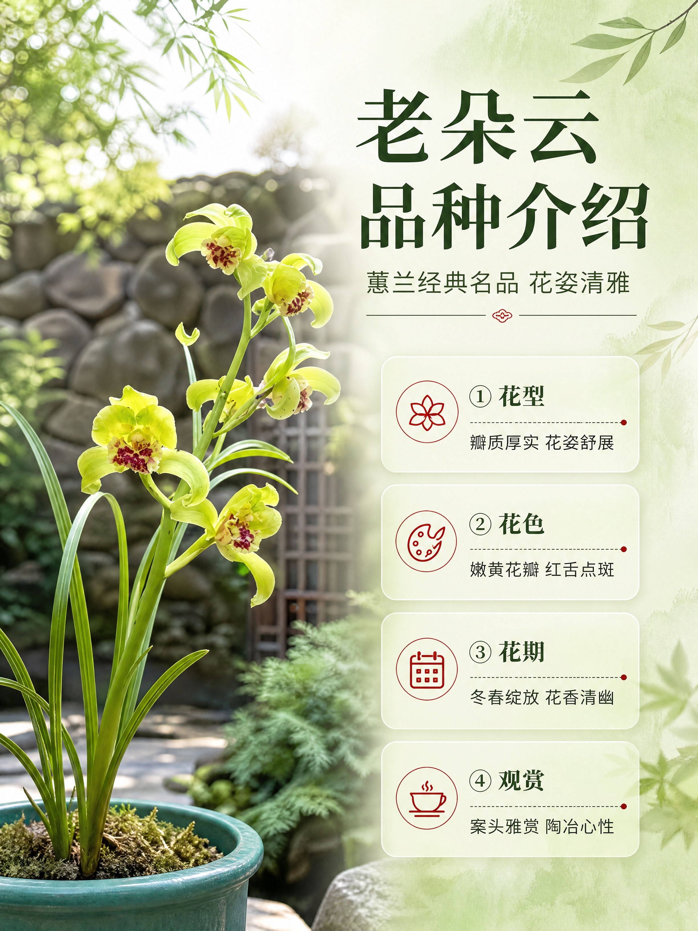 [商品] 使用【图1】老朵云蕙兰兰花苗；保留黄绿色花瓣、红色斑… - 图片创意预览