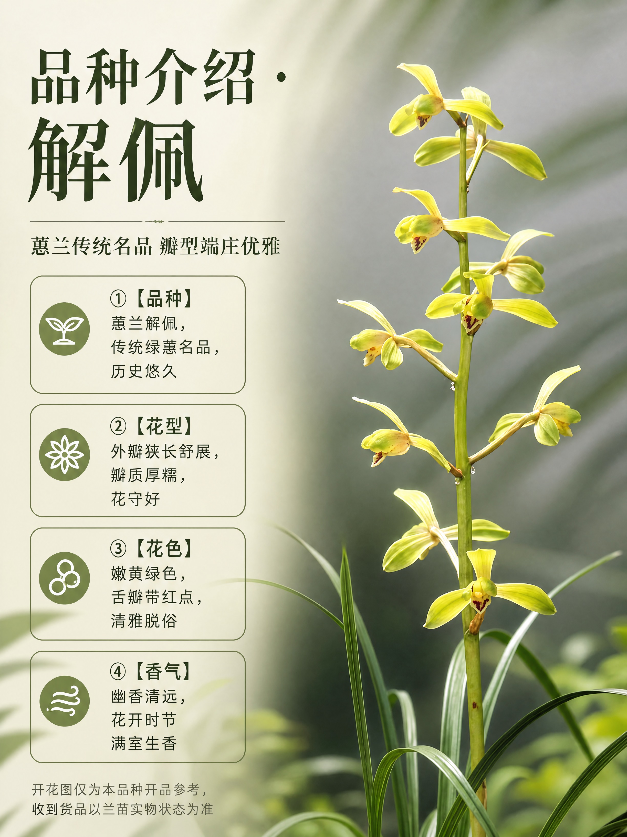 [商品] 使用【图1】【图2】【图3】蕙兰解佩开花图；商品处理… - 图片创意预览