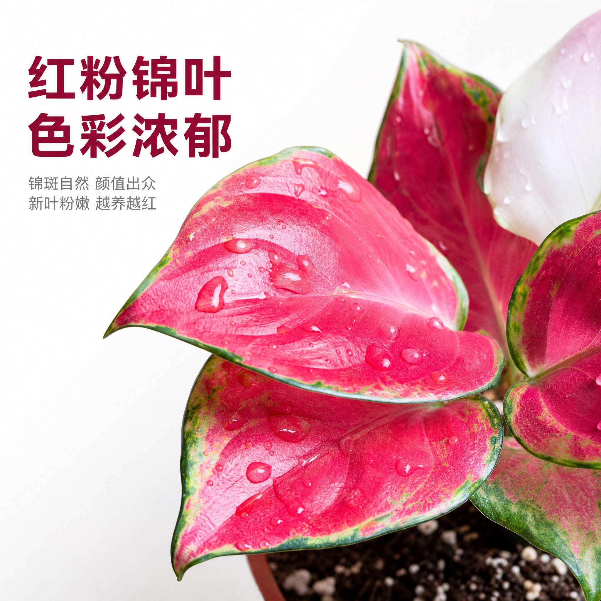 [主图-4] 红宝石粗肋草 叶片细节特写 展示红粉锦叶色彩层次… - 图片创意预览