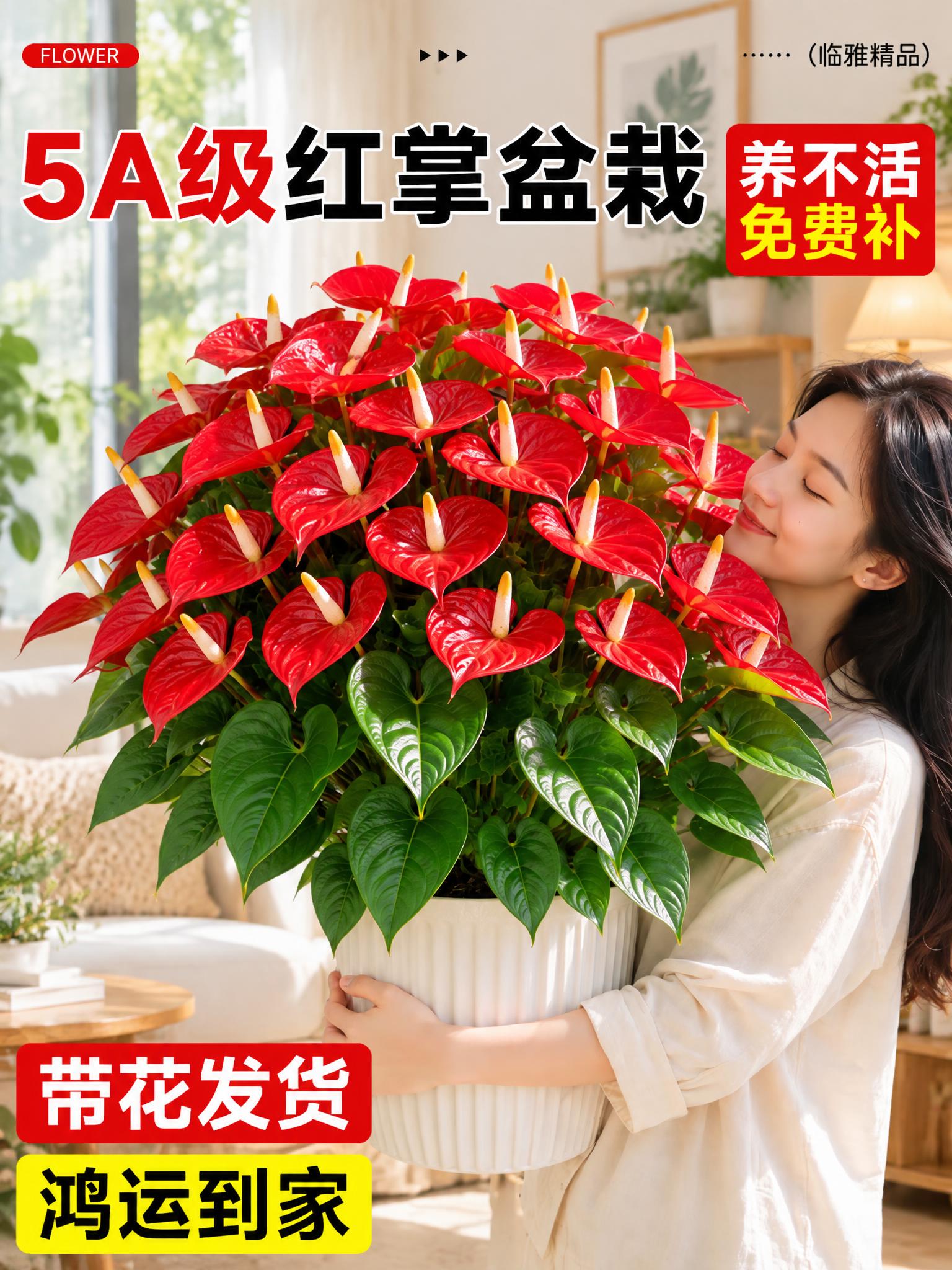 将背景替换为明亮温馨的室内家居场景，保留红掌盆栽、人物和所有文… - 图片创意预览
