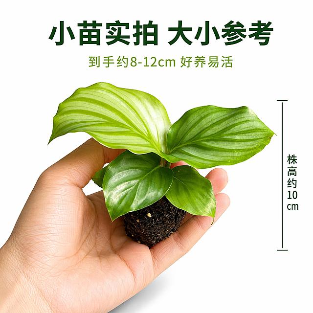 [主图-5] 青苹果竹芋苗尺寸参照 人手手持对比图。
[氛围风格] 真实自然 白底实拍 尺寸参考 真实质感。
[画质] 超高清商业摄影 真实人手 真实植株 画面清晰干净。
[元素] 一只亚洲成年人的手 拇指和食指轻轻捏住青苹果竹芋苗的土团部分 手掌托住 展示植株的实际大小 叶片比手掌略大 直观体现小苗尺寸。手的肤色自然 指甲干净。背景纯白色。商品主体占画面约65%。保持青苹果竹芋苗外观与输入产品图绝对一致 杜绝变形色差。
[光影] 顶部均匀柔光 手部和植株都有自然明暗 底部淡投影 立体感真实。
[配色] 主色叶绿 肤色 土褐 背景纯白 文字深绿。
[视角构图] 正面平视 手与植株位于画面中央 略微偏下 上方留白放文字 景深适中。
[文字版式] 顶部居中主标题深绿粗体"小苗实拍 大小参考" 下方小字浅绿"到手约8-12cm 好养易活"。右侧有一条竖向尺寸线 标注"株高约10cm" 深绿字。文字不遮挡主体。
[输出要求] 1:1比例 文字清晰可辨 超高清商业摄影质感。
[负向提示词] 变形 文字错乱 产品模糊 背景杂乱 水印 电商平台Logo 花盆。