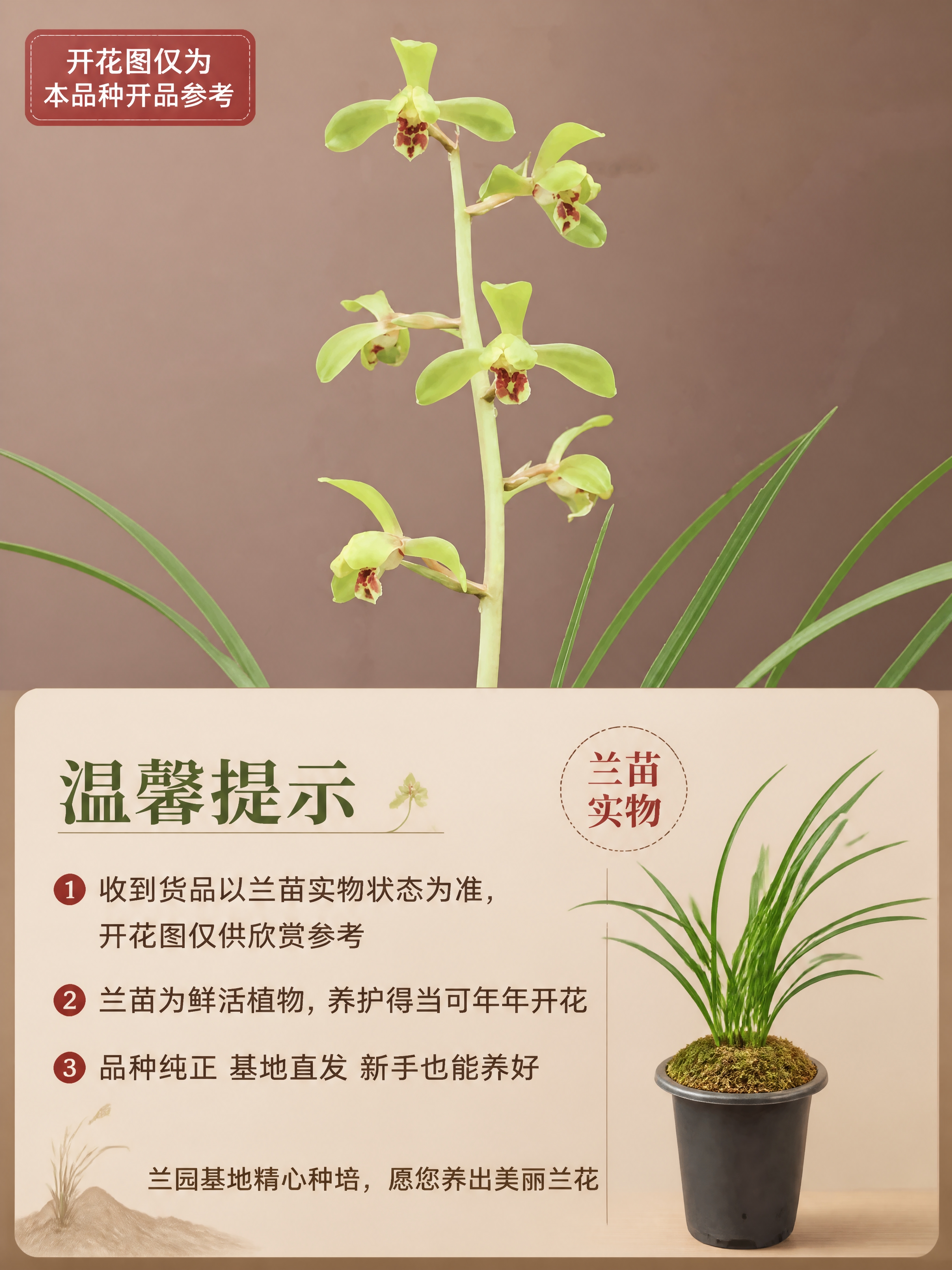 [商品] 使用【图1】蕙兰元字兰花开花图；保留花朵和兰叶的完整… - 图片创意预览