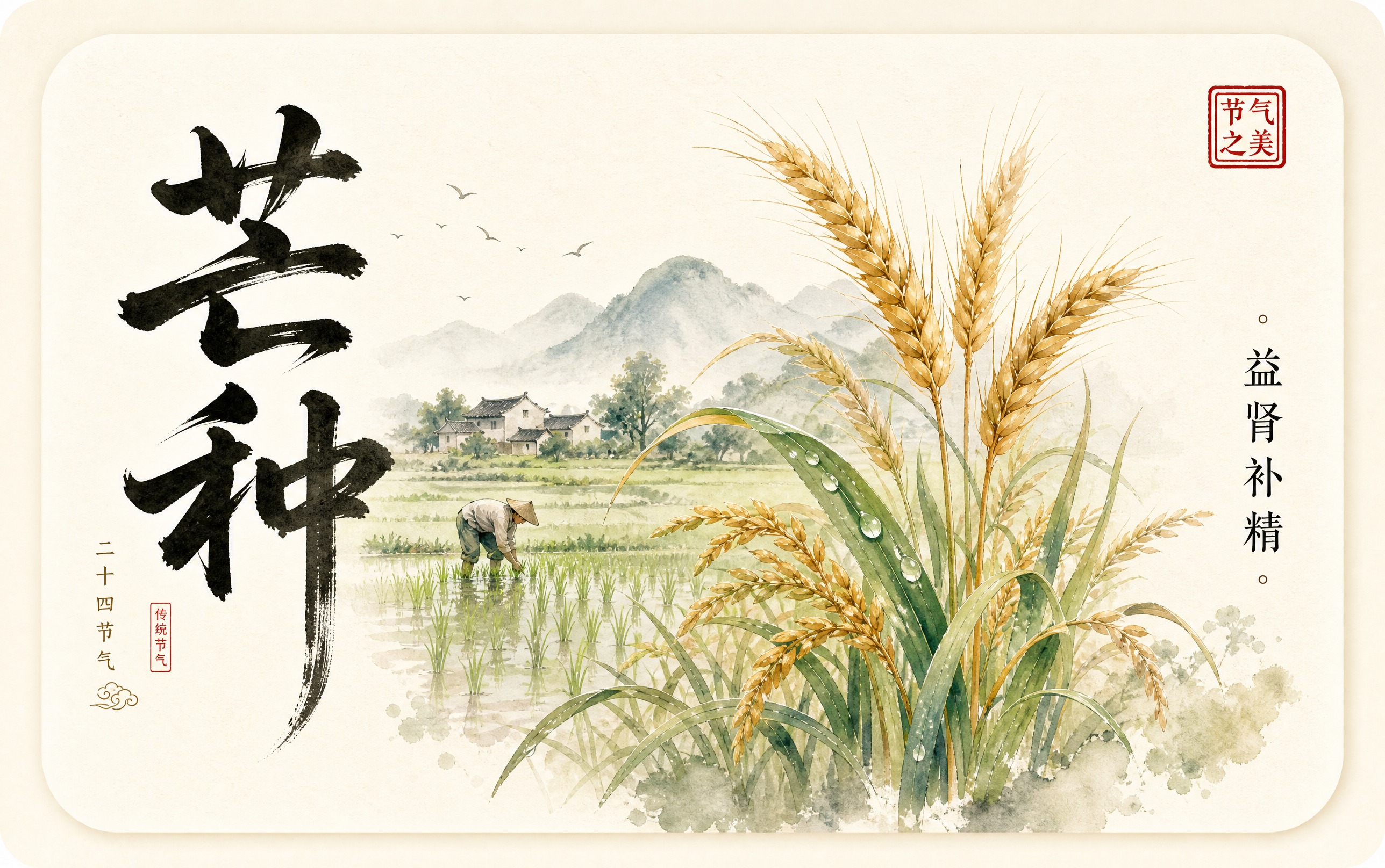 中国风24节气之芒种卡片，圆角矩形白底卡片，左侧大字书法体写"… - 图片创意预览