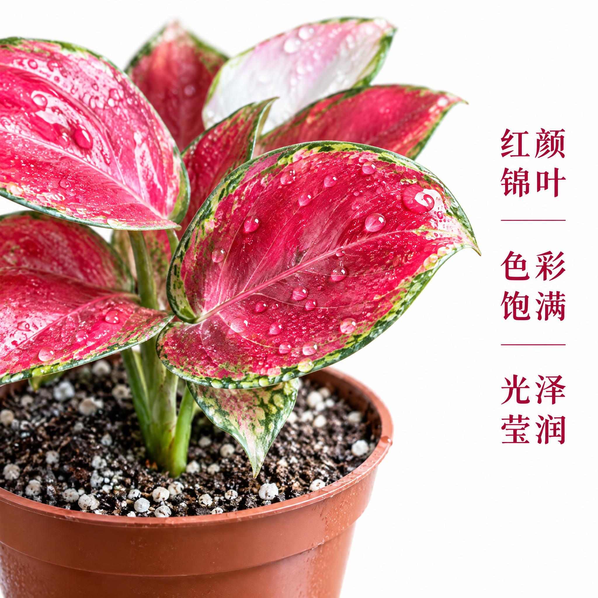 [主图-4] 红宝石粗肋草叶片细节特写，展示红粉锦斑与水珠质感… - 图片创意预览