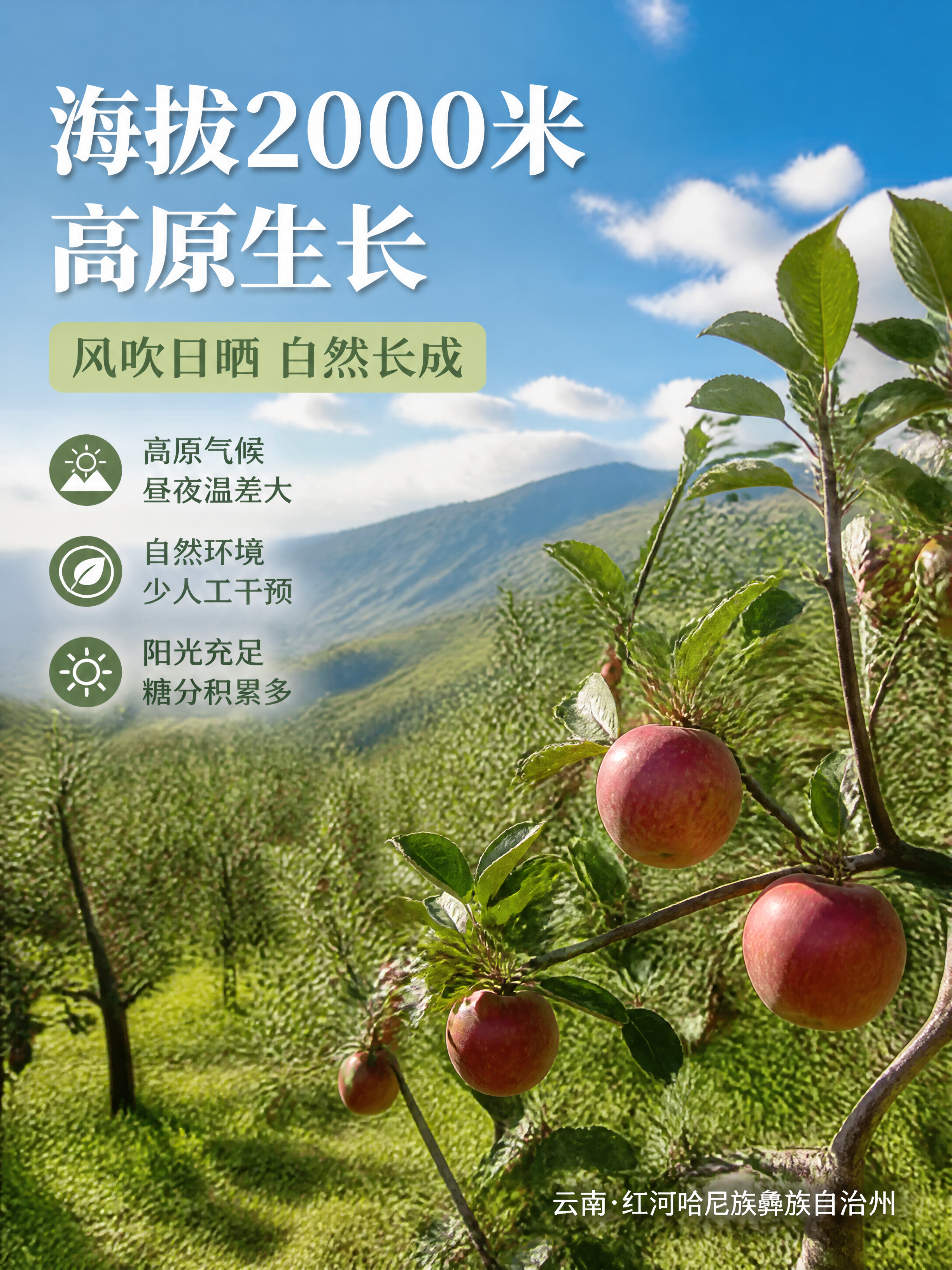电商详情页产地专张，云南西北勒高原苹果生长环境展示。本张使用【… - 图片创意预览