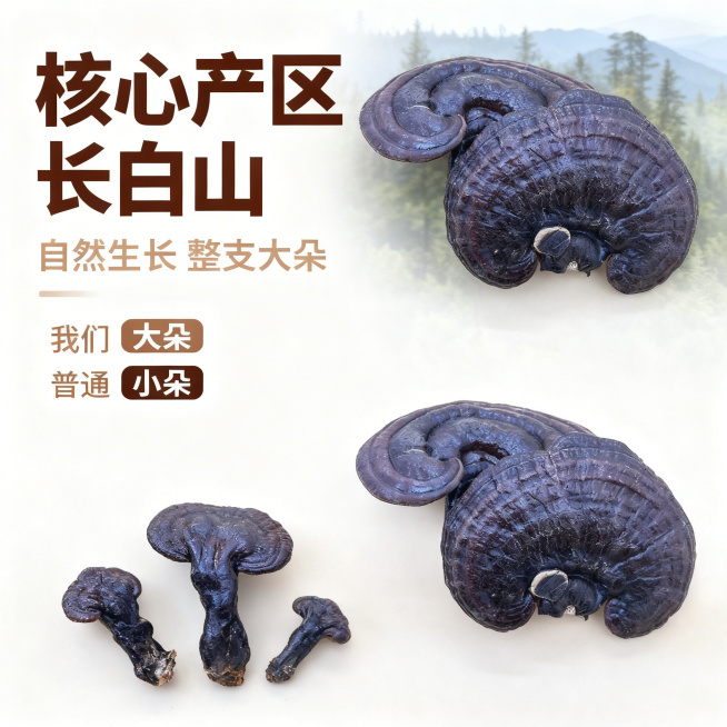 [主图 2] 长白山紫灵芝产地核心亮点展示
[氛围/风格] 天然产地氛围，原生态质感，自然柔和光线
[画面元素] 保持原图紫灵芝完整外形，展示整支大朵紫灵芝，背景融入长白山山林远景淡影，突出原产地优势预览效果