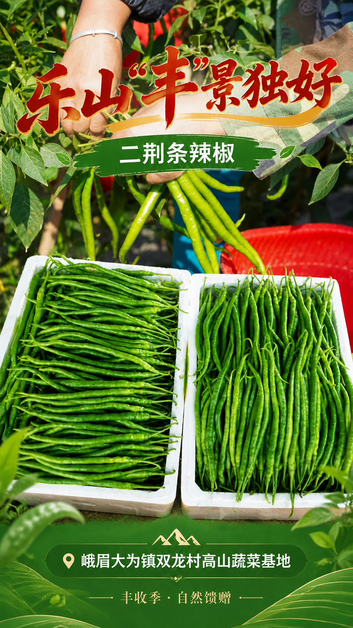 将海报背景替换为第二张田间采摘辣椒的实拍图，主标题"乐山"丰"… - 图片创意预览