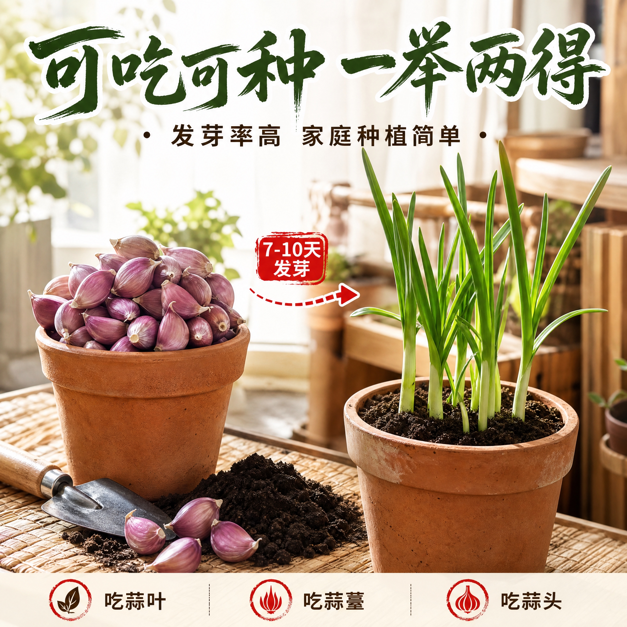 [主图-4] 播种用途场景展示，突出可种植发芽率高的卖点，展示… - 图片创意预览