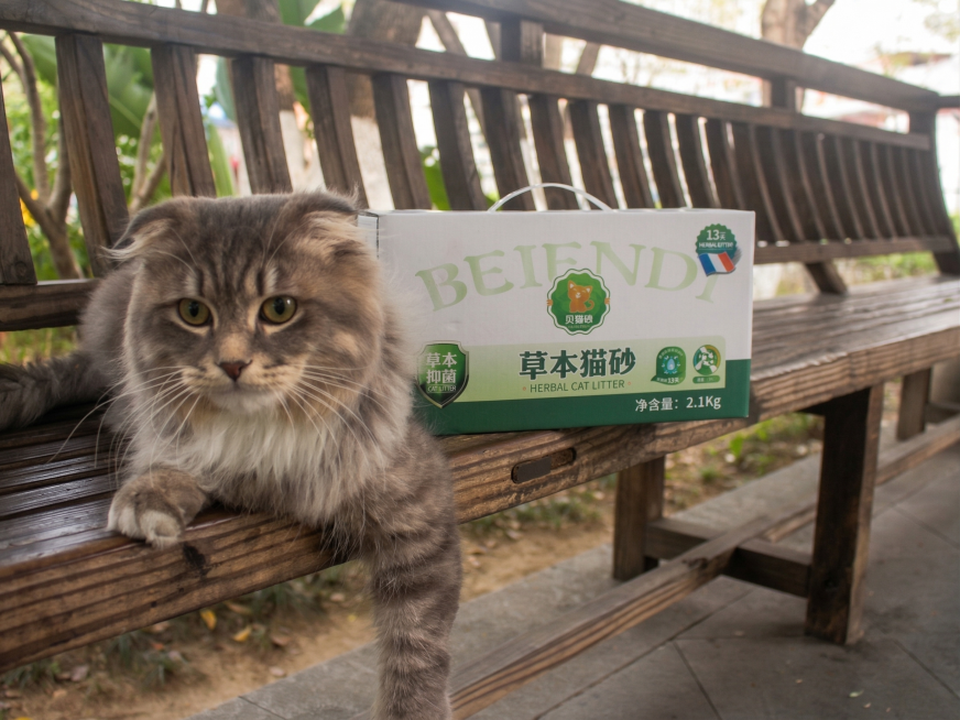 优化图片整体质感，调整光影，增强猫毛发的纹理细节和猫砂包装盒的印刷清晰度，让整体画面自然通透，保留原构图和猫咪、商品位置，去除噪点提升分辨率，让光影柔和自然，整体视觉协调自然预览效果