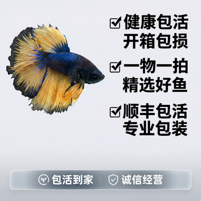 [主图 5] 泰国斗鱼服务承诺转化图
[氛围/风格] 简洁清晰，信任感强，拼多多电商风格
[画面元素] 商业摄影质感、光线柔和通透、产品清晰真实、画面干净高级。泰国斗鱼展示在画面左侧偏上位置，保留原图预览效果