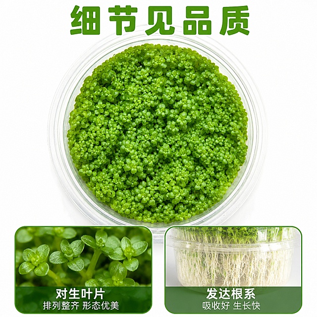 [主图-3] 日本高珍珠水草细节特写图，白色纯净背景。
[氛围风格] 微距细节 真实质感 清新自然 专业展示；
[画质] 超高清微距摄影质感 细节纤毫毕现 光线通透 画面干净高级；
[元素] 画面中心为日本高珍珠水草顶部俯视特写 叶片密集丛生 每片小叶圆润饱满如绿色珍珠 层层叠叠 色泽翠绿鲜亮 叶片表面有自然光泽和细微纹理 透明杯口边缘环绕。画面下方有两个圆角画中画细节卡片：左侧卡片展示水草茎部与叶片连接细节 叶片对生排列整齐；右侧卡片展示无菌杯底部根部细节 白色根系发达健康。保持水草产品外观与输入产品图绝对一致 杜绝变形和色差。
[光影] 顶部环形柔光均匀打亮水草顶部叶片 叶片间隙有自然光影层次 边缘有轮廓光勾勒 微距细节清晰 整体光线明亮柔和 阴影浅淡。
[配色] 主色鲜亮翠绿 辅色透明杯身 白色背景 细节卡片浅绿边框。
[视角构图] 俯视角度为主 中心大特写 底部两个小卡片横向排列 画中画形式 画面满屏无边框 白色纯净背景。
[文字版式] 顶部主标题"细节见品质" 翠绿色粗体圆润字体 居中；底部两张画中画卡片下方各配文字标注：左卡「对生叶片」「排列整齐 形态优美」 右卡「发达根系」「吸收好 生长快」。卡片内文字白字加半透明深绿底条 清晰可读不遮挡主体。
[输出要求] 1:1比例 文字清晰锐利 超高清微距摄影质感；
[负向提示词] 变形 文字错乱 模糊 背景杂乱 水印 电商Logo 虫洞 黄叶。