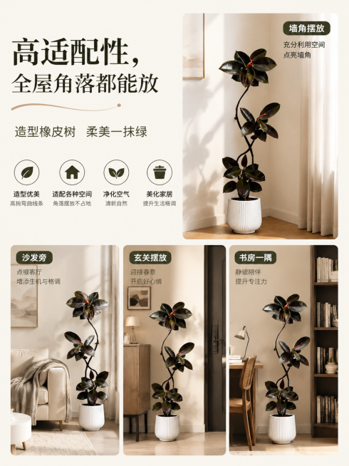 造型橡皮树高挑弯曲线条株型，分别展示放在墙角、沙发旁、玄关和书房场景，完美适配家居各种空间角落，填补空白美化空间，电商主图，添加文字卖点'高适配性，全屋角落都能放'，排版清晰美观，商品主体突出，3:4预览效果