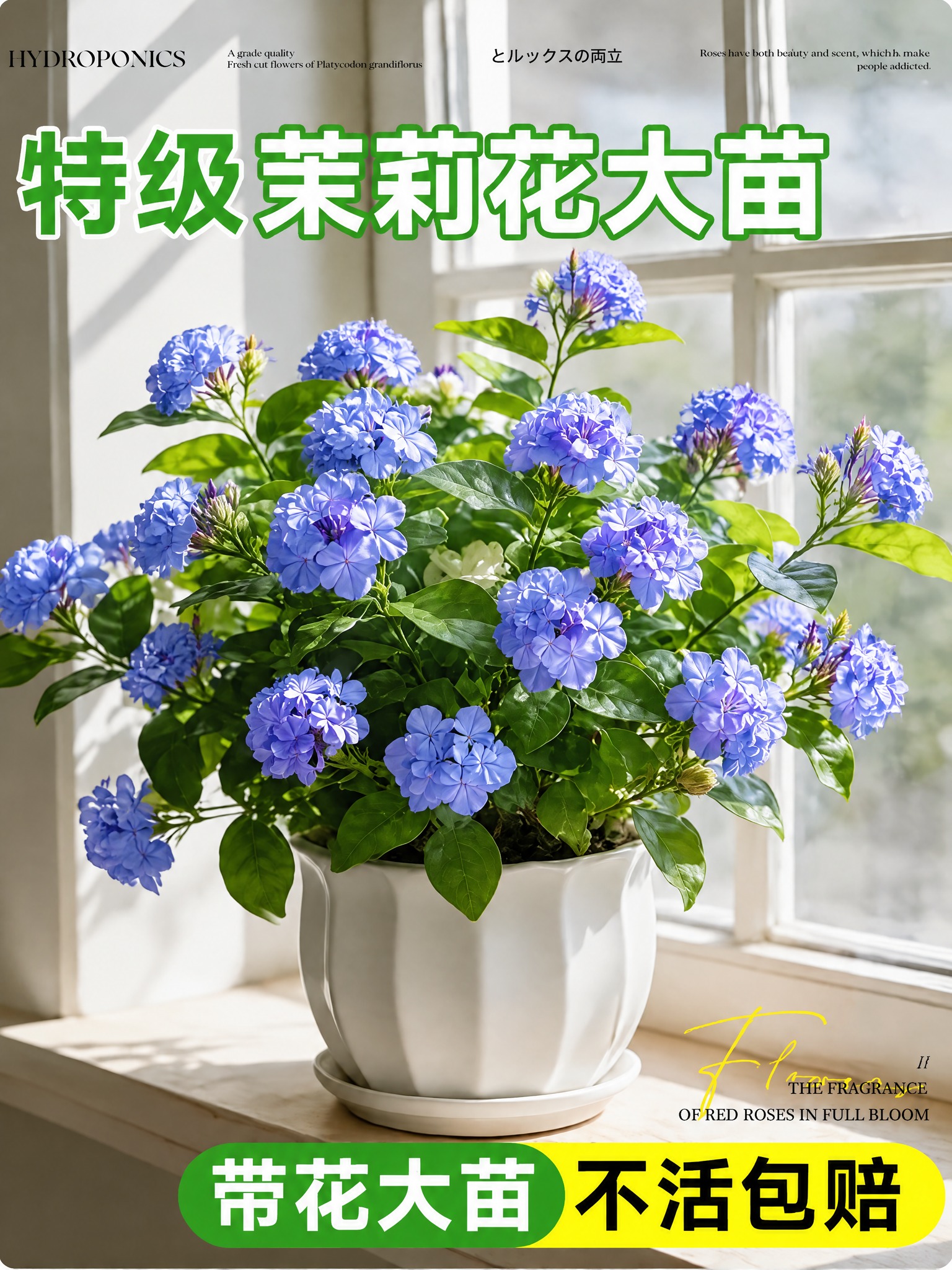 将图中的白色茉莉花替换为蓝雪花，蓝雪花的形态、颜色和花型参考第… - 图片创意预览