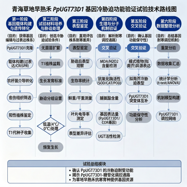 青海草地早熟禾PpUGT73D1基因冷胁迫功能验证试验技术路线图，包含基因载体构建与遗传转化（目的：获得基因编辑与过表达株系）、试验材料培养与胁迫处理（目的：创造冷胁迫试验条件）、表型鉴定（目的：直观预览效果