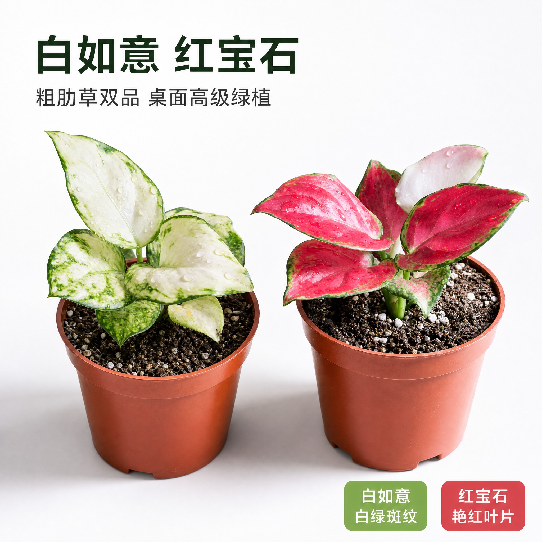 [主图-1] 白如意粗肋草和红宝石粗肋草双品英雄主图，亮白色高… - 图片创意预览