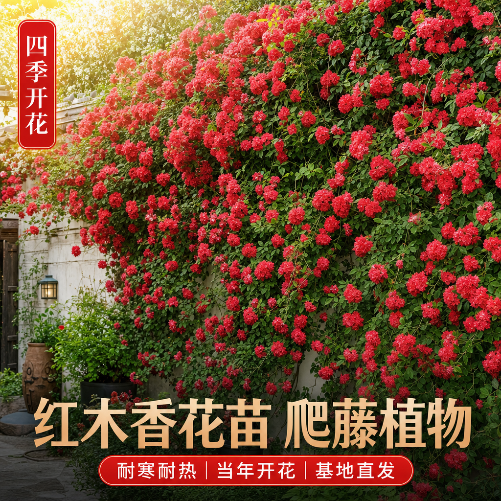 淘宝天猫1:1电商主图，红木香花卉商品主图，画面主体为爬满整面… - 图片创意预览