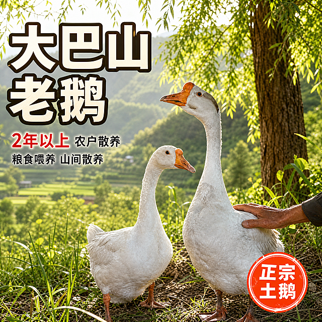 [主图-1] 大巴山散养老鹅首图，突出山间散养真实感与老鹅品质，吸引抖音用户点击。
[统一基调] 抖音生鲜食品风格，真实接地气，强食欲与产地信任感；整体暖绿色自然色调，背景为山间草地与树林；主标题用粗黑体大字，米白色字加深色描边，醒目有力；辅助文案用清爽黑体，字号缩小50%以上；强调色用橙红色点缀关键卖点；画面满版无边框，文字放在左上负空间不遮挡主体。
[画面] 主体为两只大巴山大白鹅，保留原图中鹅的外观特征：白色羽毛、橙红色额头肉瘤、橙红色喙和脚掌，体型健硕挺拔；鹅站在山间草地的土坡上，背景是大巴山乡村山林，远处有青山和农田，近处有柳树和青草，阳光透过树叶洒下斑驳光影；鹅的姿态自然，一只抬头一只侧立，羽毛干净有光泽，体现2年以上老鹅的健硕体态；画面右下有一只老农粗糙的手轻轻抚摸鹅背，增加真实感；鹅占画面约60%，位于画面中右侧。
[光影质感] 自然暖阳逆光，阳光从侧后方照射，鹅的羽毛边缘有金色光晕，草地有明暗层次，整体通透有生机，商业摄影级高清质感。
[配色] 主色为自然草绿与鹅毛纯白，标题字米白加深棕描边，强调色橙红，整体暖调自然。
[文字版式] 左上区域主标题大字竖排或横排："大巴山老鹅"，下方辅助文案："2年以上 农户散养"，再下方小字："粮食喂养 山间散养"；右下角有一个橙红色圆形印章样式标签："正宗土鹅"；文字清晰不遮挡鹅的主体。
[输出要求] 1:1正方形，2048*2048，高清2K，鹅的外观与原图一致不变形，文字清晰可读，画面真实自然有感染力；禁止变形、错字、模糊、杂乱、水印、平台Logo、虚假宣传、绝对化用语。