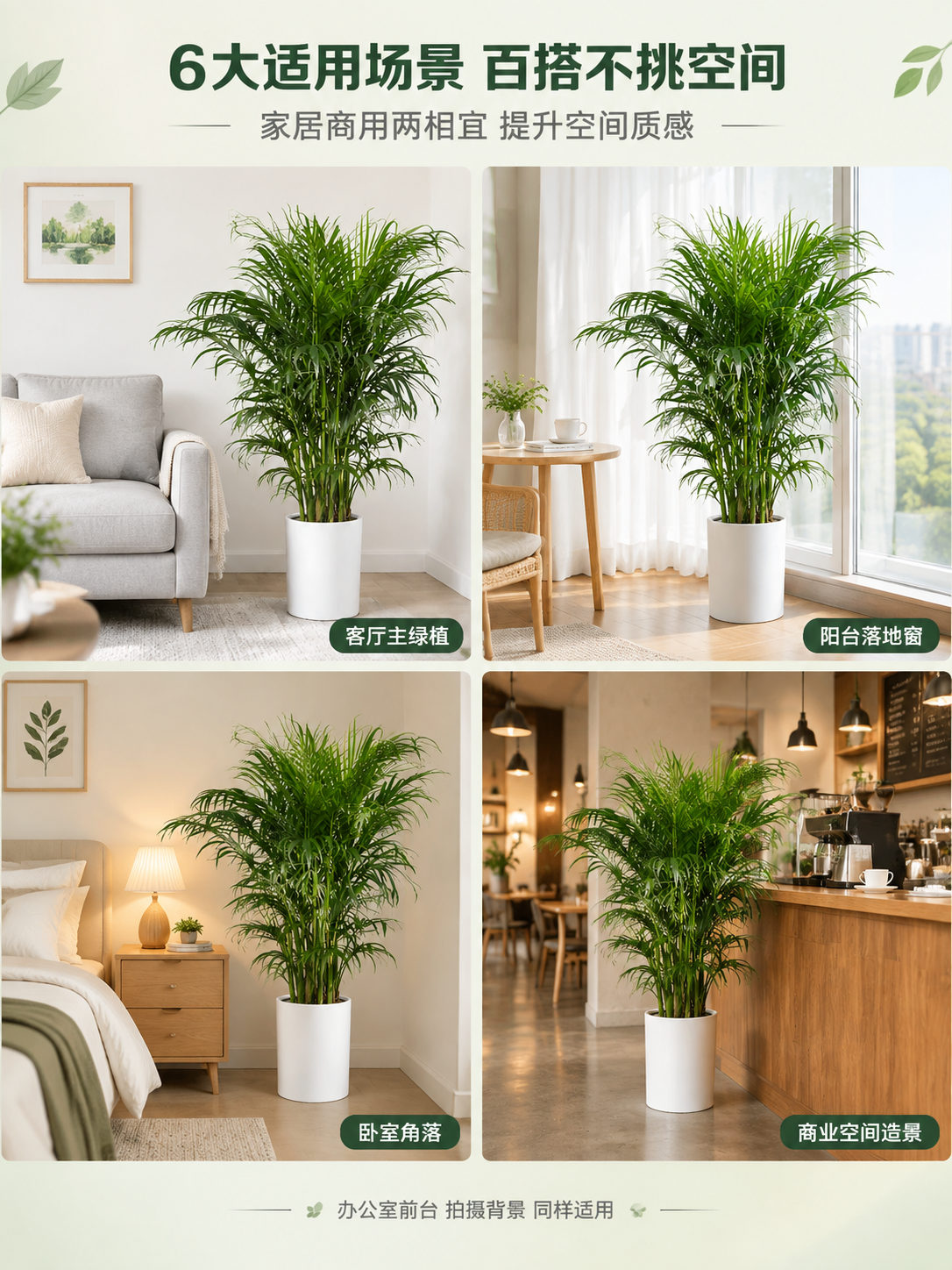 [商品] 使用【图1】散尾葵盆栽；保留翠绿羽状叶片、多杆自然丛… - 图片创意预览