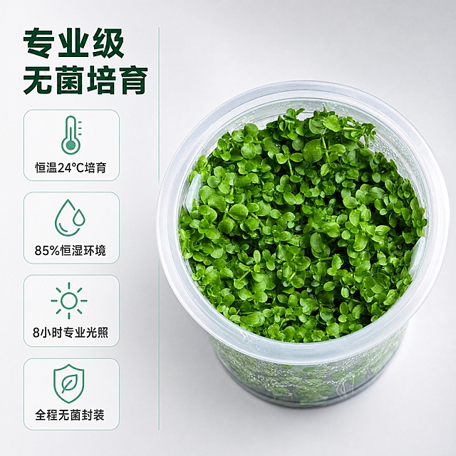 [主图-2] 核心亮点 专业养护环境与水草品质证明 信息图
[统一基调] 现代科技植物商业摄影风格 极简浅灰渐变背景 明亮干净影棚布光 主标题深绿粗体无衬线大字 辅助文案深灰小字 强调色用清新薄荷绿 卡片与图标采用圆角细线极简样式 整体干净专业高级感
[画面] 画面采用左右分栏版式 左侧为信息区 右侧为产品展示区 右侧放置透明无菌杯水草 略微俯视角度 产品占右侧约70% 杯内水草翠绿饱满 左侧信息区顶部主标题"专业级无菌培育" 下方用4组图标+文字展示核心优势 从上到下依次为 温度控制图标配"恒温24℃培育" 湿度控制图标配"85%恒湿环境" 光照图标配"8小时专业光照" 无菌图标配"全程无菌封装" 每个亮点配简洁线性图标和说明文字 信息层次清晰 产品与信息区之间用细竖线或留白分隔 整体平衡
[光影质感] 右侧产品区保持专业影棚柔光 水草鲜嫩有生机 透明杯体有自然高光 左侧信息区为平面图标文字 光影统一柔和 整体8K高清 细节清晰
[配色] 背景浅灰渐变 标题深墨绿 图标薄荷绿 说明文字深灰 信息卡白色浅底 细绿边
[文字版式] 左侧顶部主标题"专业级无菌培育"粗体深绿大字 下方4行图标+文字 图标在上 文字在下 每行一个亮点 文字左对齐 字号适中 清晰可读 不拥挤
[输出要求] 1:1正方形 2048*2048 产品清晰 文字清晰 图标精致 无变形 无错字 无水印 无平台Logo