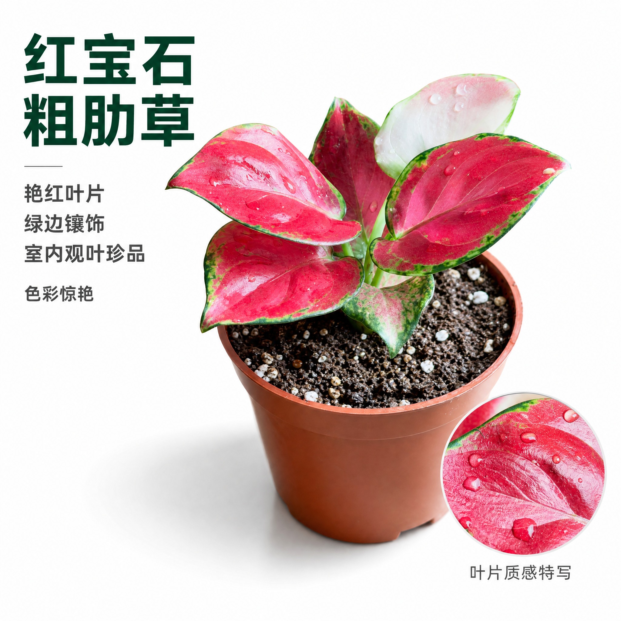 [主图-3] 红宝石粗肋草单品特写 红色叶片质感展示 白色背景… - 图片创意预览