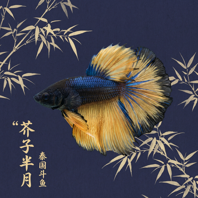 [主图 1] 泰国斗鱼半月芥子观赏鱼首图
[氛围风格] 新中式国风水族风格，简约雅致，高级质感
[画面元素] 商业摄影质感，光线柔和通透，产品清晰真实，画面干净高级。保留斗鱼真实形态与天然花色（黑蓝身预览效果