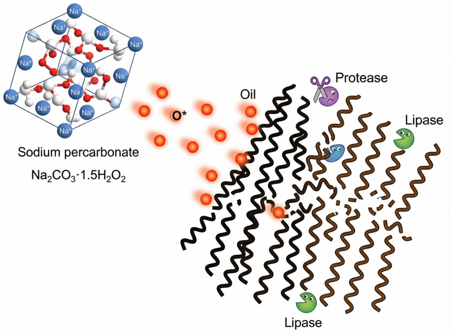 画面是一个过碳酸钠分子（Na₂CO₃·1.5H₂O₂）释放出活性氧（O*），攻击一团油脂分子，同时蛋白酶、脂肪酶等小图标在一旁“切割”长链分子。
，帮我实现，生成4张；不要出现中文；白色背景预览效果