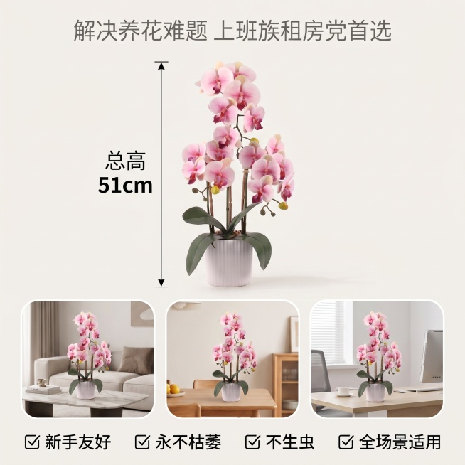 [主图 5] 三叉蝴蝶兰尺寸标注与多场景适用展示。
[氛围风格] 简约信息展示风，干净清晰
[画质] 商业摄影质感、光线柔和通透、产品清晰真实、画面干净高级。
[元素] 三叉蝴蝶兰盆栽居中展示，清晰标预览效果