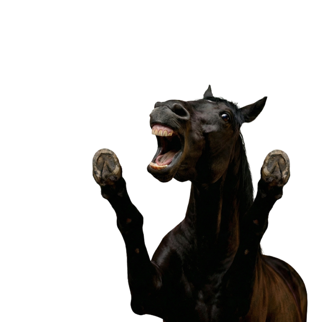 马的头在网上抬一点，两个马蹄在分开点预览效果