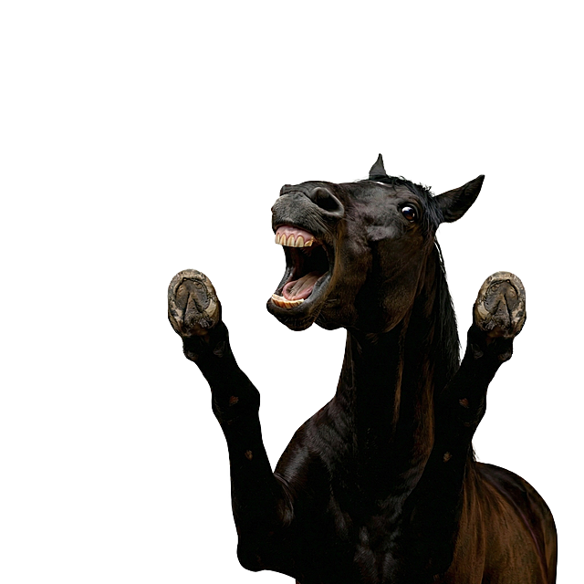 马的头在网上抬一点，两个马蹄在分开点