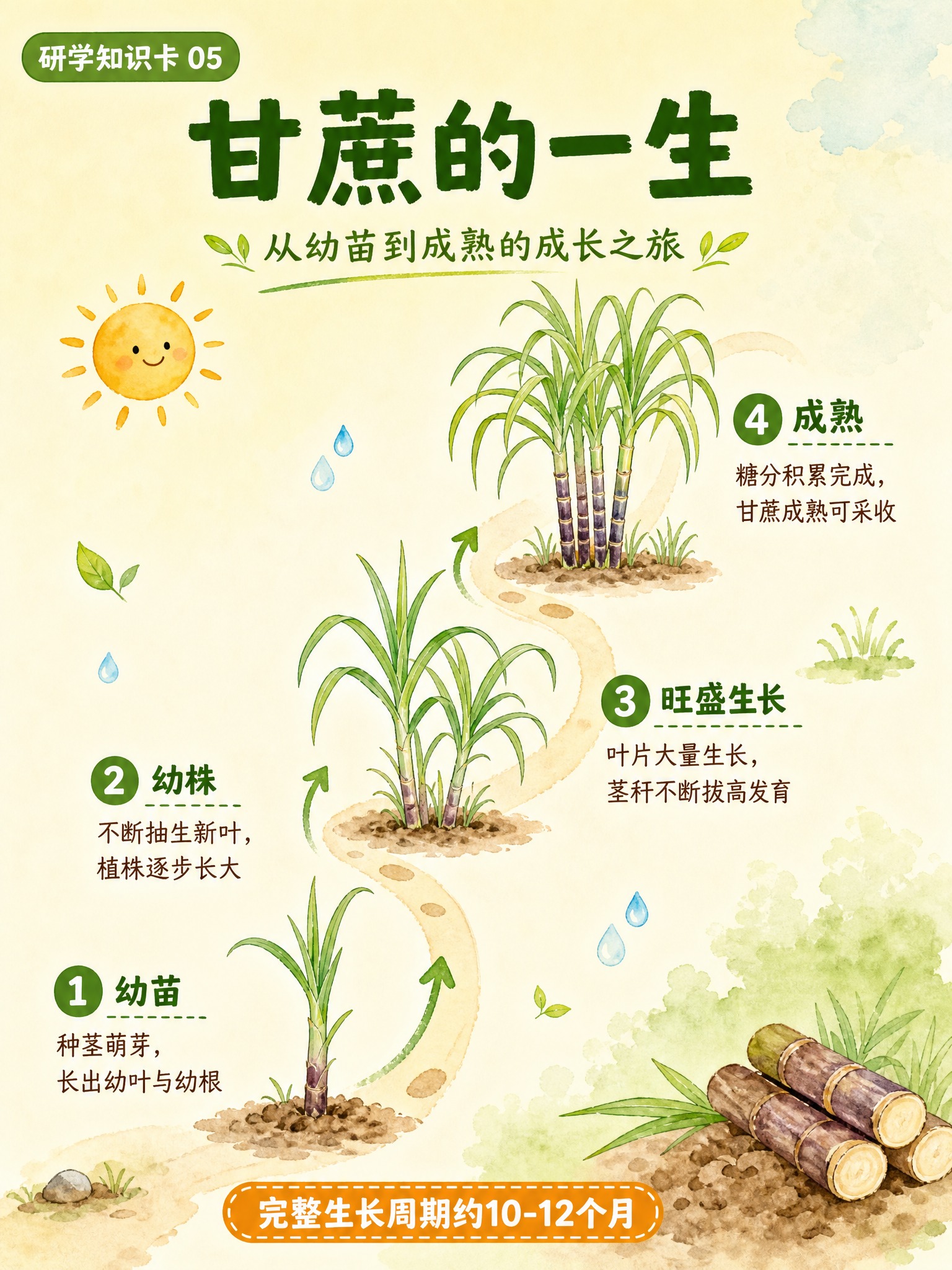 一张竖版3:4的甘蔗研学知识卡，手绘水彩风格，浅米黄色渐变背景… - 图片创意预览