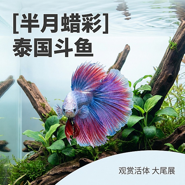 [主图 1] 半月蜡彩泰国斗鱼水族场景首图
[氛围风格] 高端水族观赏鱼展示，静谧自然氛围
[画面元素] 商业摄影质感、光线柔和通透、产品清晰真实、画面干净高级。保留泰国斗鱼原有外形和蜡彩渐变尾鳍色彩，斗鱼居中展示，放置在清澈水草造景水族箱中，背景为沉木和绿色水榕，柔和散射光透过水体，突出斗鱼飘逸尾鳍，画面无边框满铺。
[配色色系] 主色调：蓝紫渐变（斗鱼尾鳍）；辅助色：沉木棕、水草绿、水体清透浅蓝
[视角构图] 正面平视，主体清晰，景深适中
[文字版式] 左上负空间左对齐，保留安全边距。主标题 “[半月蜡彩] 泰国斗鱼” 深色大号无衬线粗体，深字浅底对比度强。右下角小号浅色文字 “观赏活体 大尾展”，不遮挡主体。
[比例分辨率] 1:1 比例，2k 分辨率；文字清晰可辨，超高清。
[负向提示词] 变形，水印，文字错乱，产品模糊，背景杂乱，鱼缸脏污