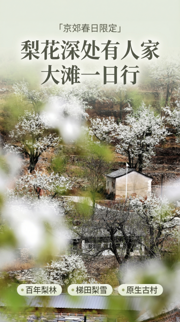 [主图 1] 一日游主题海报
[氛围/风格] 春日清新治愈风格，自然明亮光影，浪漫氛围感
[画面元素] 保持原图百年梨花梯田古村核心景观，前景虚化梨花营造景深，土坯石屋错落分布在层层梯田之间，雪白梨花预览效果