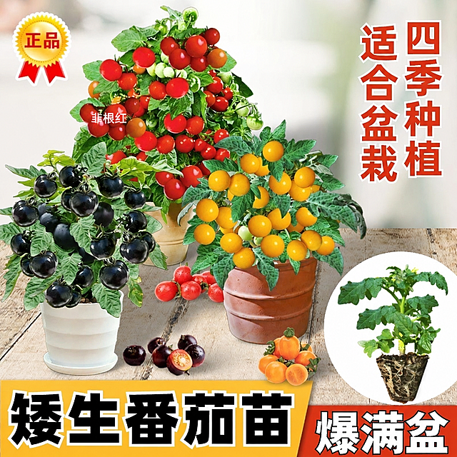 将图片中所有"禾巨人"水印文字替换为"韭根红"，保持水印的位置、大小、颜色、透明度和样式完全一致，图片其余内容保持不变