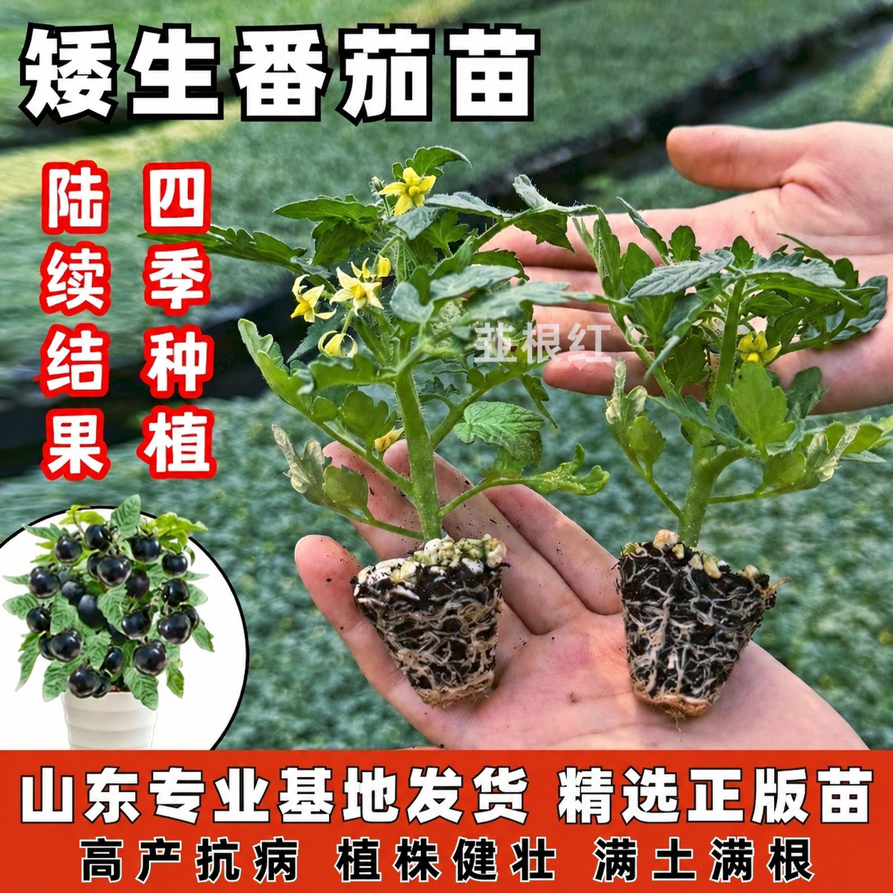 将图片中所有"禾巨人"水印文字替换为"韭根红"，保持水印的位置… - 图片创意预览