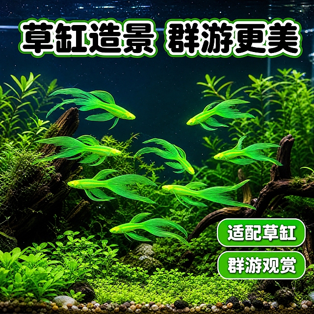 [主图-4] 草缸造景场景图 展示翡翠绿长尾斑马鱼在水草缸中的群游效果 体现观赏价值和适配场景。[统一基调] 拼多多风格 大字直白 水族清新视觉 主背景为深黑渐变水族蓝 辅助色荧光翡翠绿 强调色亮黄色 标题用粗黑圆润大字 白色描边 辅助文字用白色圆润字体 圆角绿色标签卡片贯穿整套。[画面] 画面展示一个水草造景缸的完整场景 前景有水草 沉木 小石子 中后景有绿色水草丛 6-8条翡翠绿长尾斑马鱼在水草间群游 保持原图荧光绿体色和长尾形态 鱼群自然分布 呈现真实草缸观赏效果 鱼群整体占画面约40% 造景环境占60% 画面有真实水族箱的玻璃质感和水的通透感。[光影质感] 真实水族箱摄影质感 水草灯从上方照射 鱼身荧光绿在绿色水草中格外亮眼 水草层次分明 水中有细微气泡 整体清新自然。[配色] 深绿水草缸主背景 荧光翡翠绿鱼体 亮黄色强调色 白色标题字 绿色圆角卡片。[文字版式] 顶部大标题写"草缸造景 群游更美" 白色粗黑圆润字体带绿色描边 右下角两个圆角绿色标签 分别写"适配草缸"和"群游观赏" 文字放在画面上方负空间 不遮挡鱼群和造景主体。[输出要求] 1:1比例 2048x2048 鱼群清晰 造景自然 文字清晰可读 无变形 无错字 无水印 无平台Logo