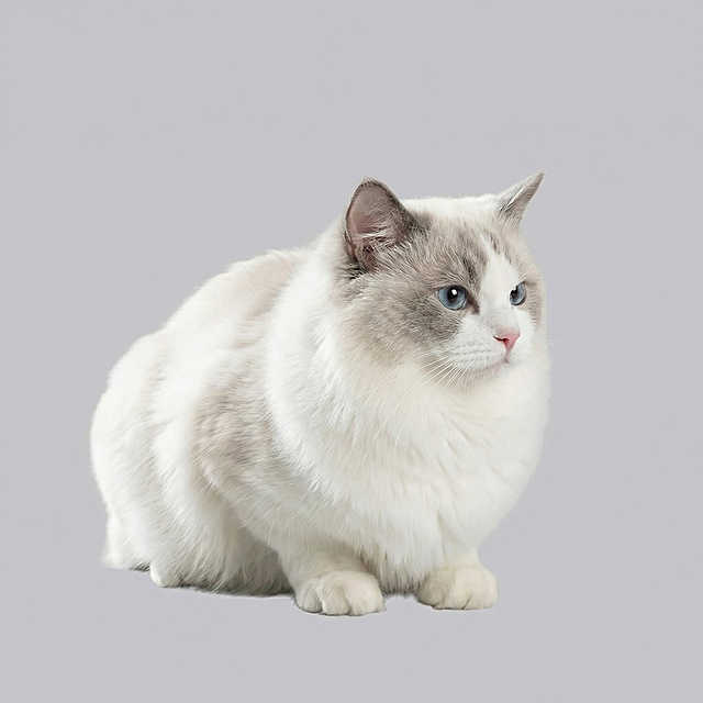 去掉阴影，背景改成纯色调