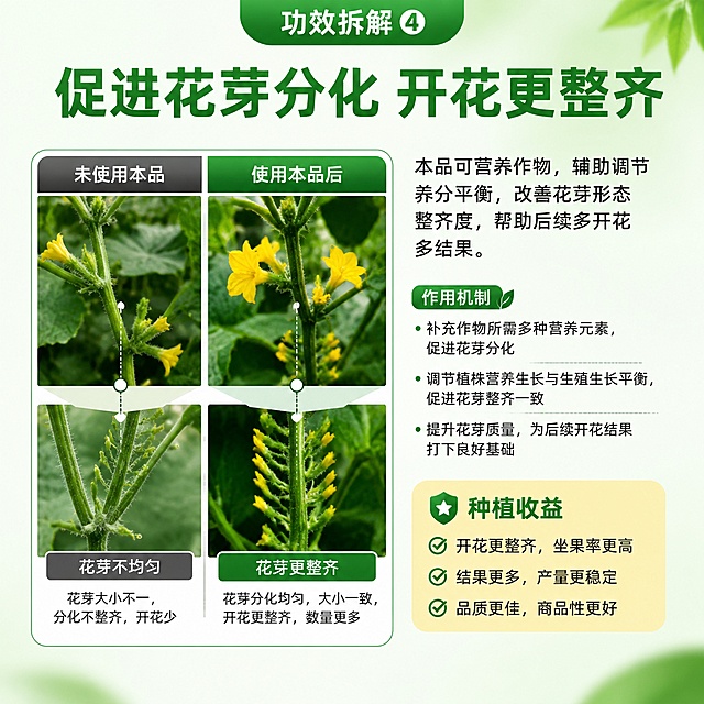 [第4屏] 功效拆解：促进花芽分化，详细讲解作用与种植收益。氛围/风格：专业清晰，图文结合增强信任。元素布局：顶部标题，左侧搭配黄瓜作物花芽对比图（正常花芽vs不均匀花芽），右侧文字说明，底部留白增加呼吸感。对比图清晰展示使用本品后的改善效果。光影质感：自然柔和光照，对比图分区清晰，文字对比度高容易阅读。配色色系：浅绿色背景，绿色标题，深灰正文，用浅黄块标注重点信息。视角构图：左图右文，信息层级分明，符合移动端竖屏阅读。文字版式：主标题「促进花芽分化 开花更整齐」，正文说明本品可营养作物，辅助调节养分平衡，改善花芽形态整齐度，帮助后续多开花多结果，文字大小适中，移动端清晰可见。比例分辨率：1:1比例，4K分辨率，高清画质。负向提示词：文字错乱，对比模糊，过度夸张，虚假宣传，极限词。