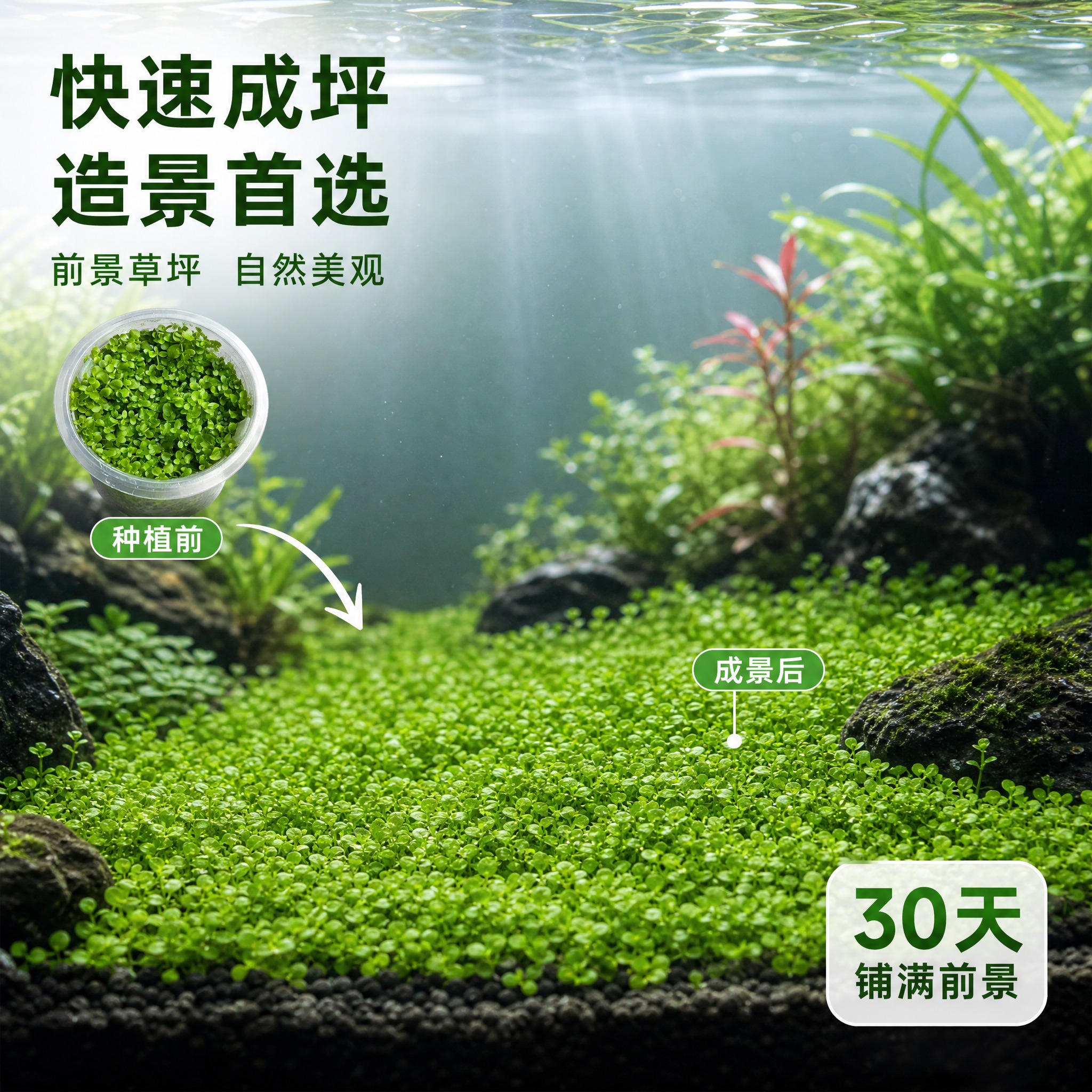 [主图-4] 爬地矮珍珠水草造景场景图，展示水草在草缸中的成景… - 图片创意预览