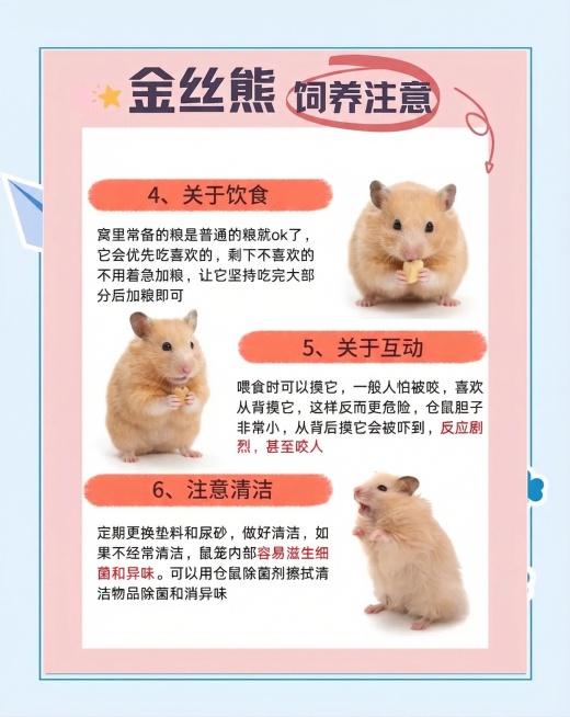 保留原图所有文字内容、排版和整体风格，仅将图中的三只仓鼠都替换为真实的金丝熊仓鼠，保持原位置、大小和背景不变预览效果
