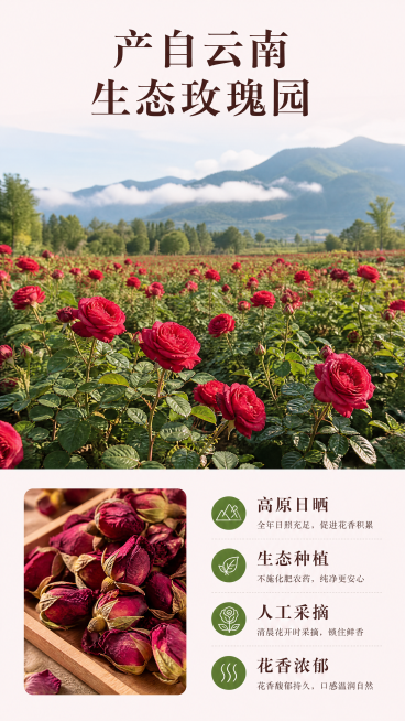 [第2屏] 产地展示屏-玫瑰花茶产地云南生态玫瑰园介绍。
[氛围/风格] 自然清新生态风，户外自然光，真实茶园摄影质感，绿色干净氛围。
[元素布局] 上半部分为云南玫瑰园实景大图，饱满盛开的红玫瑰田占预览效果