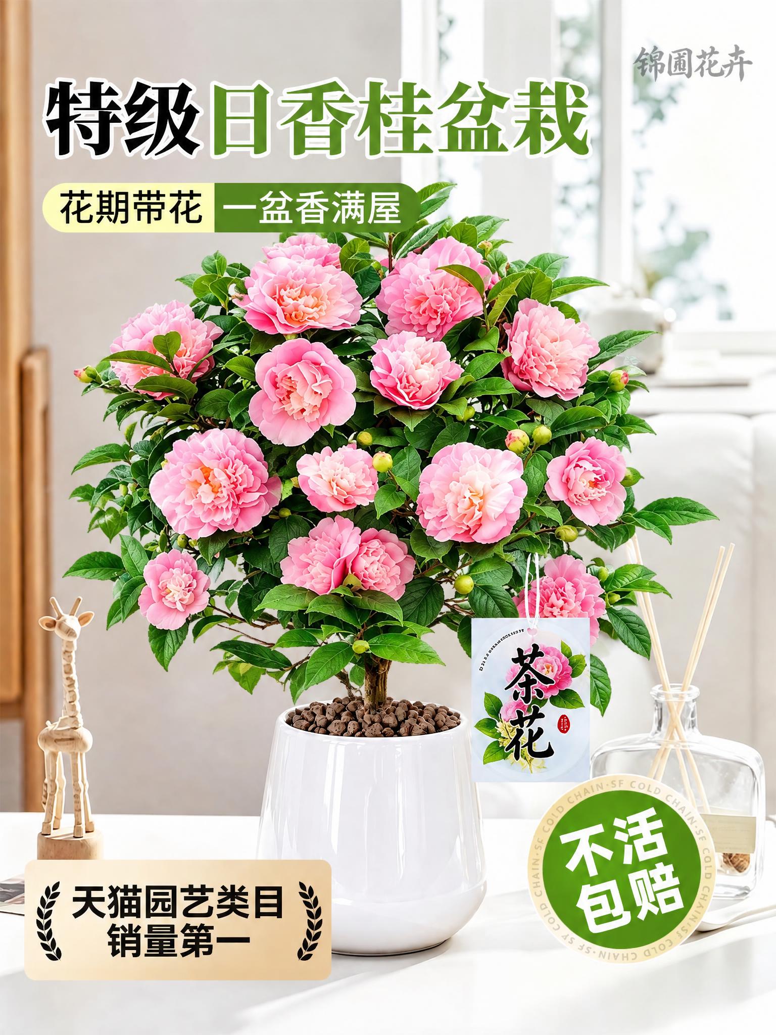 将图中的桂花盆栽替换为茶花盆栽，茶花盆栽的形态、花朵、叶片参考… - 图片创意预览