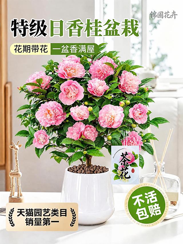 将图中的桂花盆栽替换为茶花盆栽，茶花盆栽的形态、花朵、叶片参考第二张图，保持原图的白色花盆、桌面场景、长颈鹿摆件、香薰瓶、文字标签等所有其他元素和构图不变，整体风格与原图一致，电商主图风格，光线明亮自然
